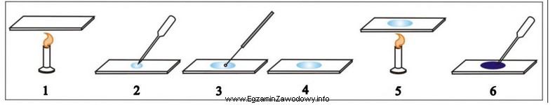 Na ilustracji przedstawiono poszczególne etapy wykonania preparatu mikroskopowego utrwalonego. 