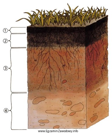 Na przedstawionym profilu glebowym cyfrą 4 oznaczono poziom