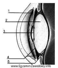 Na przedstawionym rysunku, mięsień rzęskowy oznaczono numerem