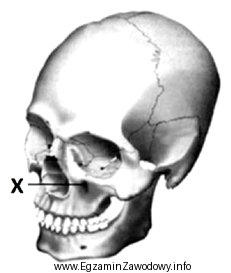 Który element budowy anatomicznej czaszki oznaczony jest na ilustracji 