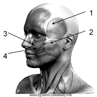 Którym numerem oznaczony jest na ilustracji mięsień ż