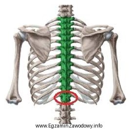 Który kręg kręgosłupa piersiowego oznaczono na 