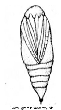 Na rysunku przedstawiono znalezioną w ściółce poczwarkę