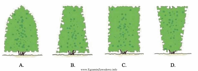 Kukurydza przeznaczona na kiszonkę z całych roślin powinna 