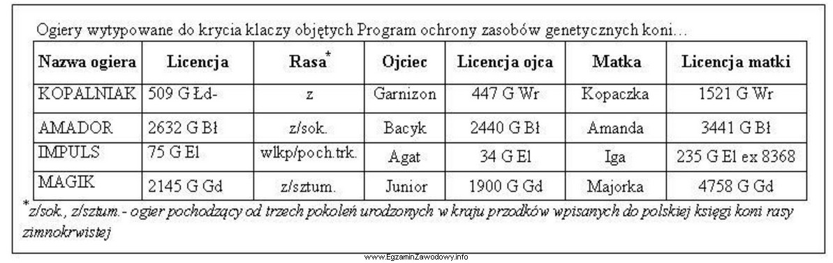 Klacz rasy zimnokrwistej ma 62,5% udziału krwi koni sokólskich. 