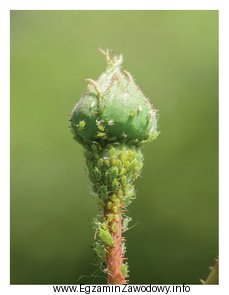 Zwalczanie szkodników róż widocznych na fotografii polega na 