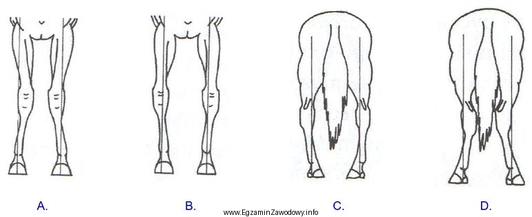 Wskaż postawę krowią kończyn konia.