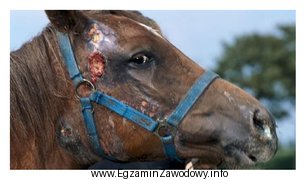 Koń przedstawiony na rysunku choruje na