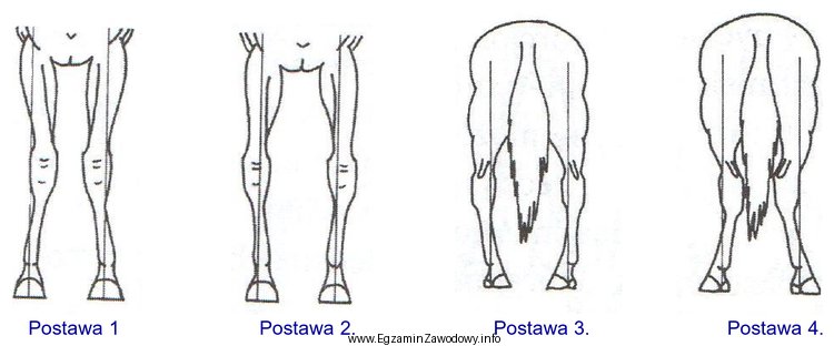 Wskaż postawę krowią kończyn konia.