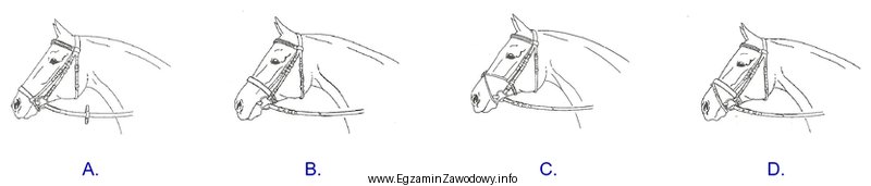 Wskaż ogłowie wędzidłowe z nachrapnikiem hanowerskim.