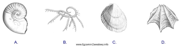 Która z zamieszczonych na rysunkach skamieniałości jest 