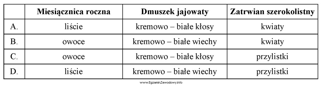 W kompozycji wykonanej z zasuszonych roślin zastosowano miesiącznicę 