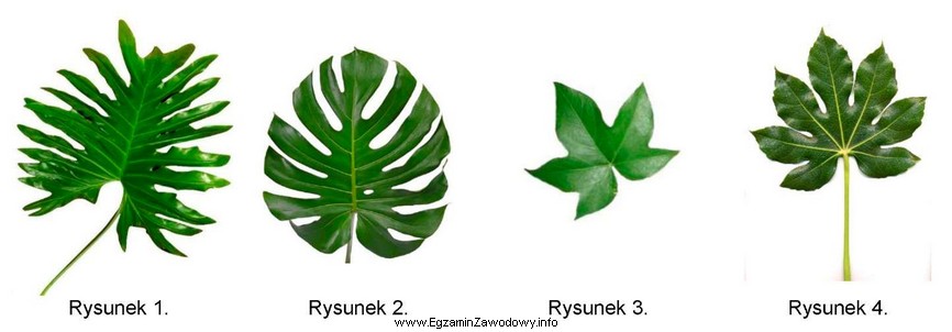 Na którym rysunku przedstawiono liść fatsji japońskiej?