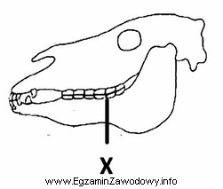 Na schemacie czaszki ogiera literą X oznaczono