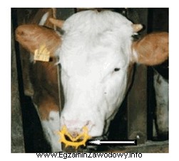 Pokazane na ilustracji koło nosowe założono krowie 