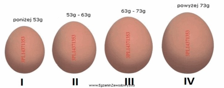 Jaja przeznaczone do sprzedaży w klasie wagowej L są 