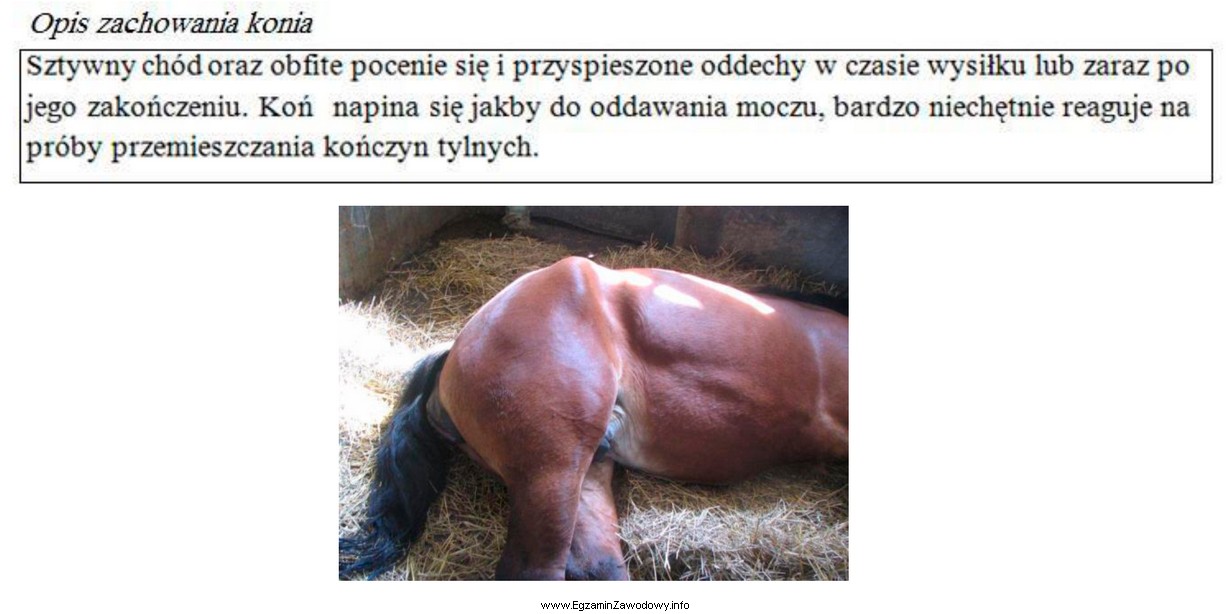 Zaobserwowane zachowanie i objawy u konia użytego do pracy 