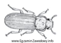 Przedstawionym na rysunku szkodnikiem pyłku jest