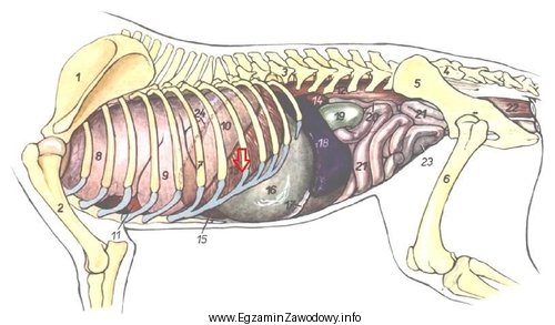 Schemat przedstawia narządy wewnętrzne psa widziane od strony 