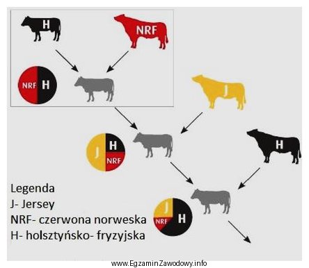 Schemat przedstawia krzyżowanie towarowe bydła. Jest to