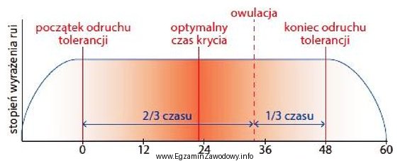 Odczytaj ze schematu, kiedy przypada optymalny termin krycia lochy przy 