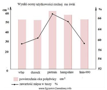 Jakiej rasy knura należy wybrać do pokrycia loszki polskiej 