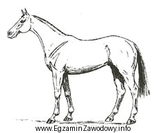 Koń przedstawiony na rysunku reprezentuje typ konia do