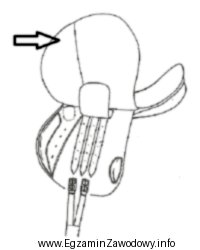 Element siodła wskazany strzałką na rysunku to