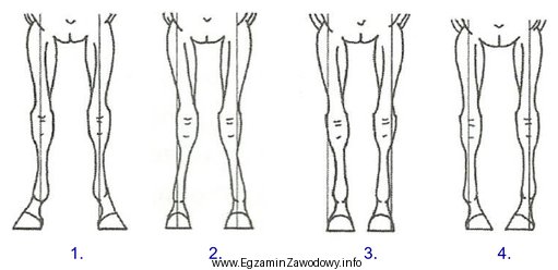 Który rysunek przedstawia postawę francuską ustawienia nóg przednich 