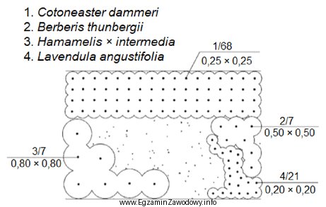 Ile wynosi projektowana rozstawa sadzenia irgi Dammera (Cotoneaster dammeri) zgodnie 