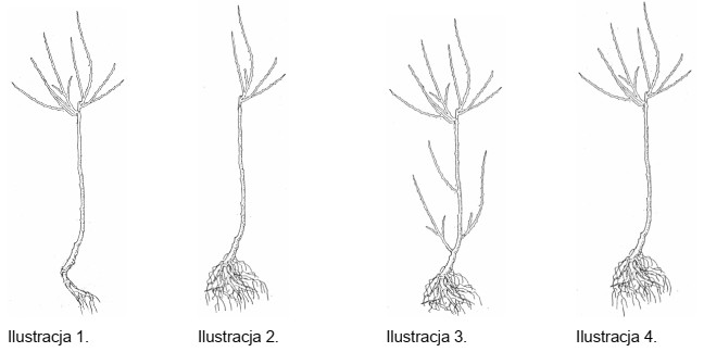 Na której ilustracji przedstawiono prawidłowo ukształtowany krzew 