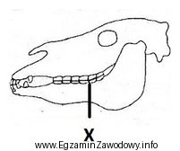 Na schemacie czaszki ogiera literą X oznaczono zęby