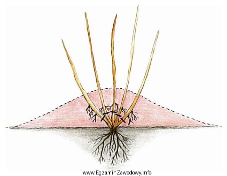 Na rysunku przedstawiono sposób rozmnażania roślin przez