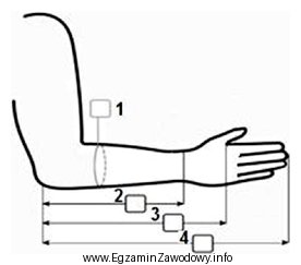 Na rysunku przedstawiono kartę pomiarową dłoni i przedramienia. Dł